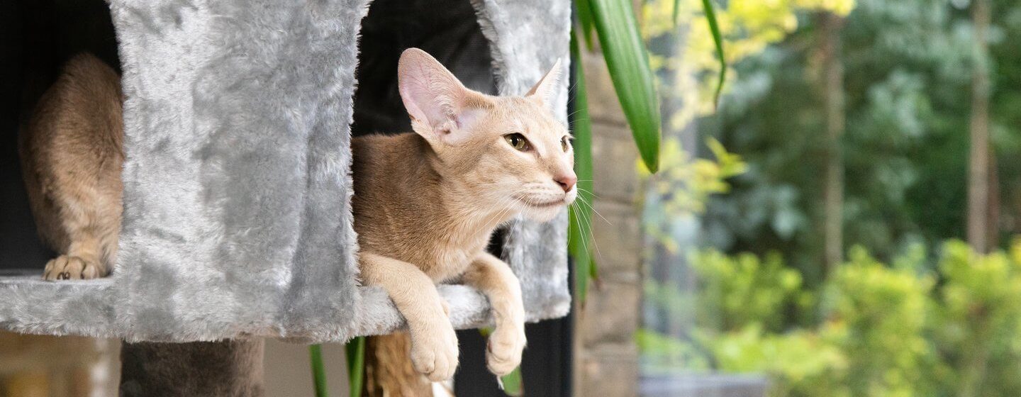10 Steps for a Cat Friendly Home Purina